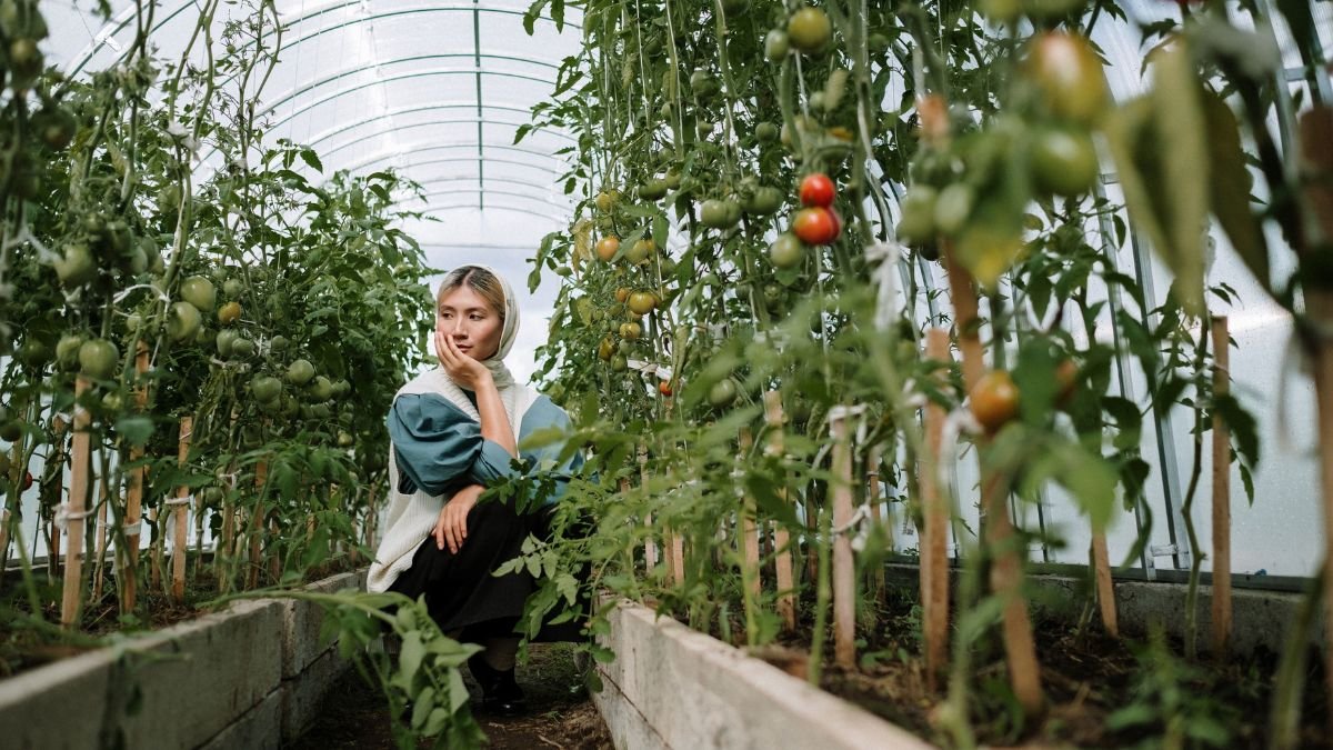 Healthy tomato plants growing in a vegetable garden