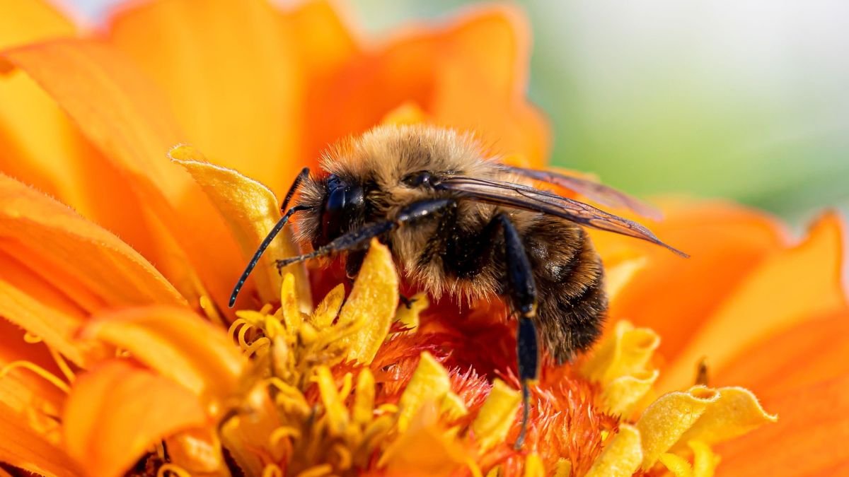 Bee on a flower in the garden