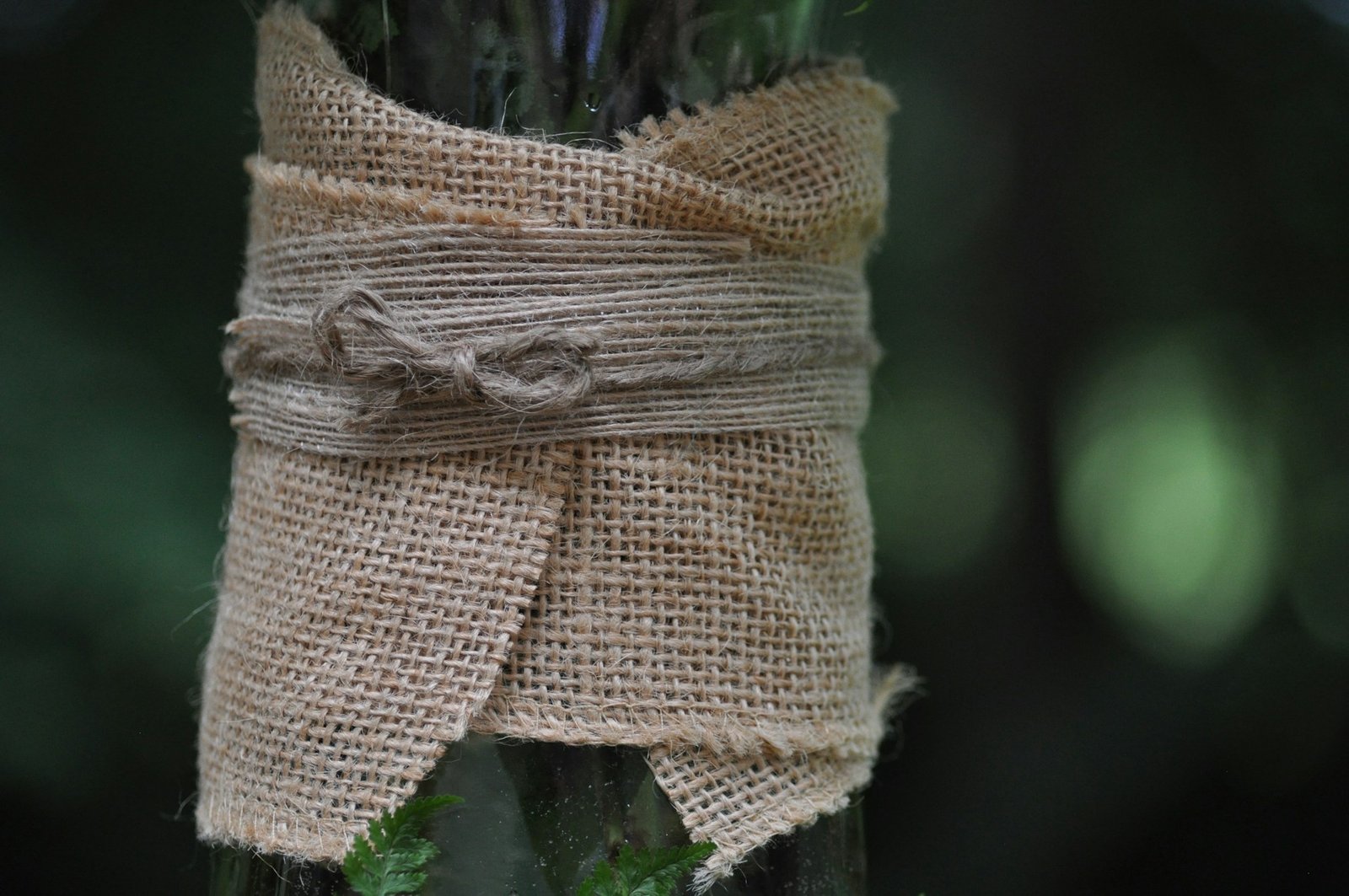 Shrub wrapped in burlap for winter frost protection