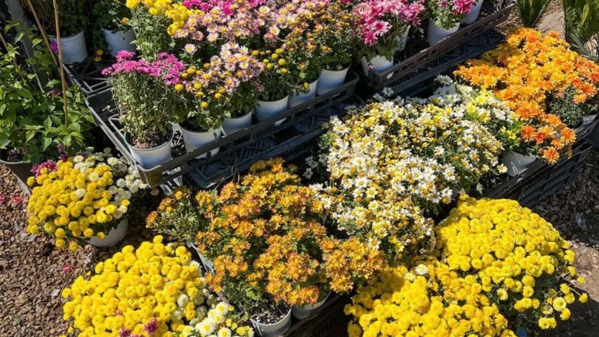 Chrysanthemum pots on a porch in autumn