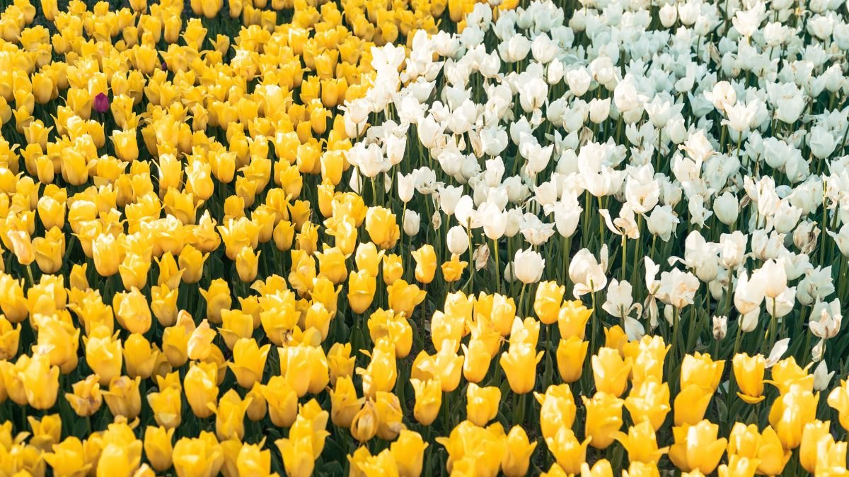Daffodils blooming in a spring garden
