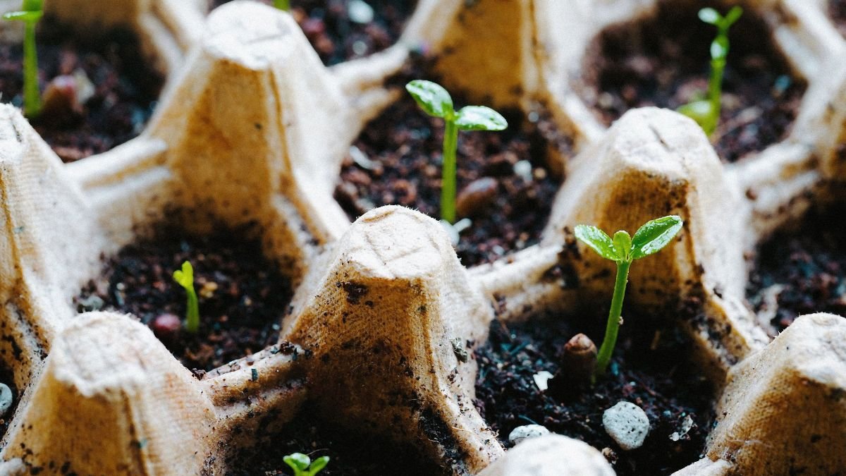 Seedlings growing in an egg carton used as a seed starter