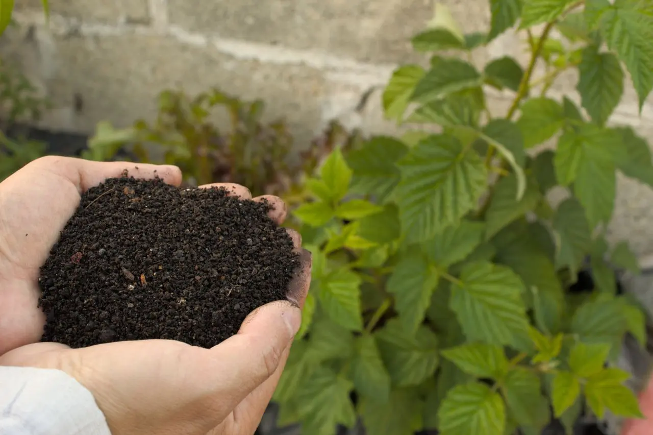 Dark, crumbly finished compost held in hands