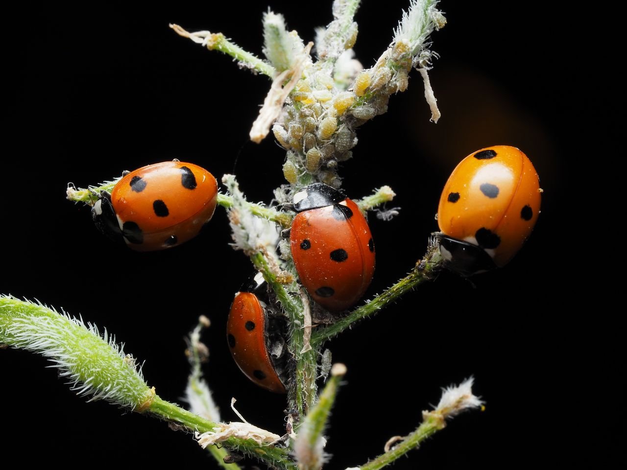 Ladybug feeding on aphids