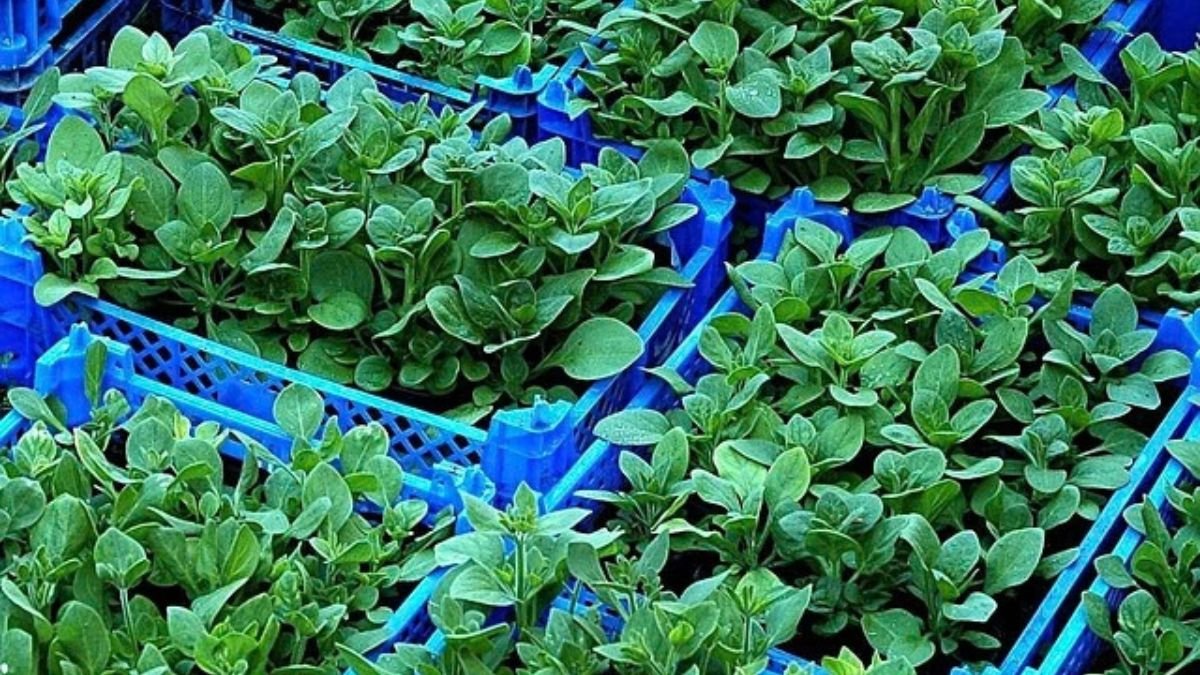 Vegetables growing in pots in a container garden