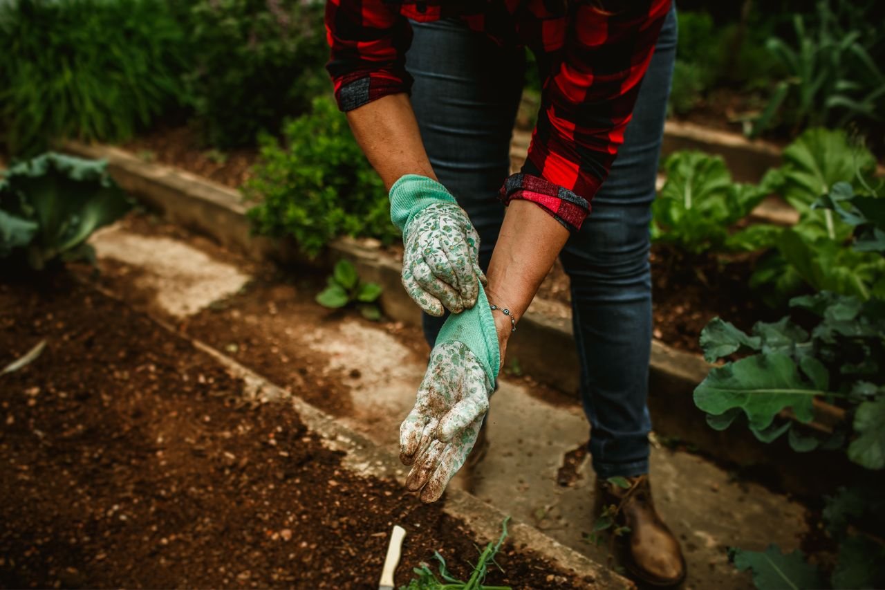 Spreading compost on a vegetable garden bed