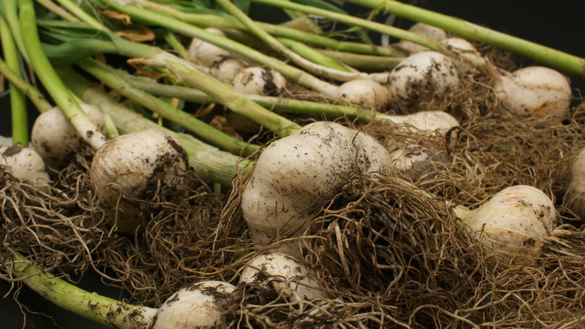Freshly harvested garlic bulbs with soil on the roots