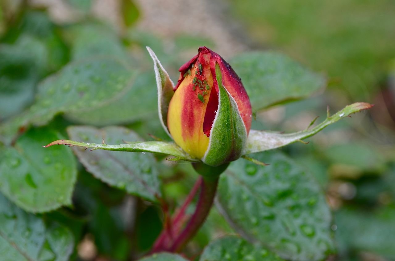 Green aphids on a rose bud