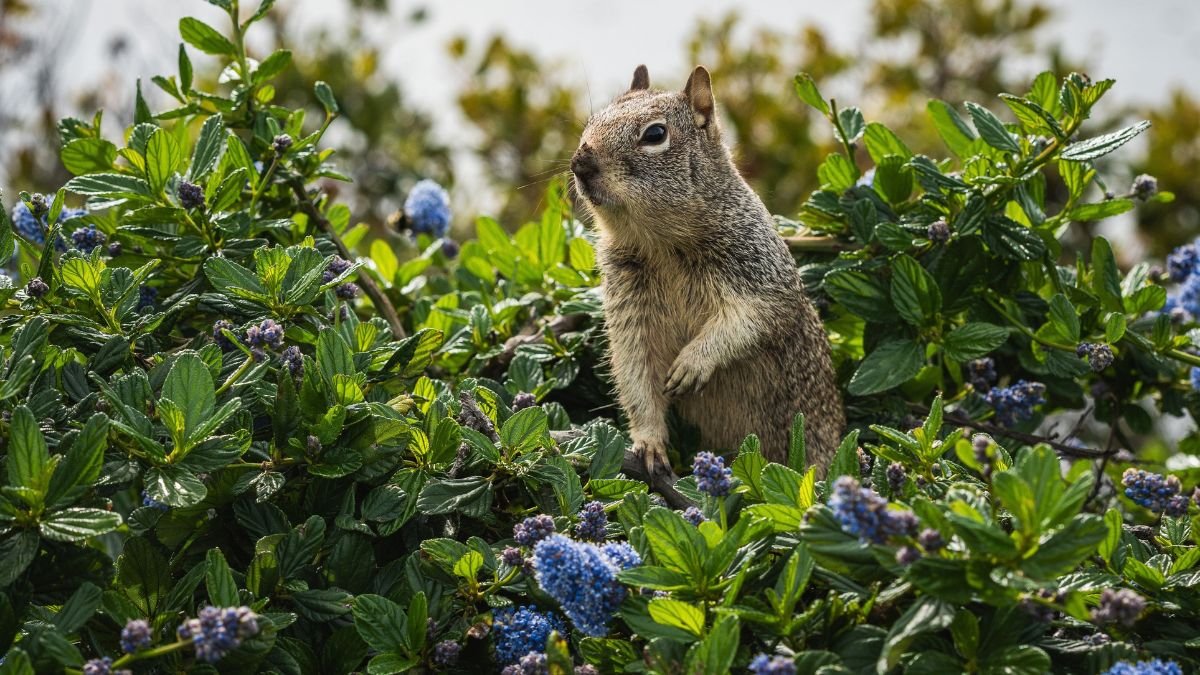 Squirrel near a garden bed where bulbs are planted