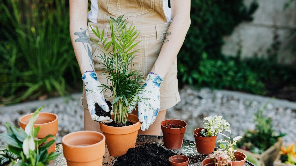 Transplanting a seedling into a larger pot