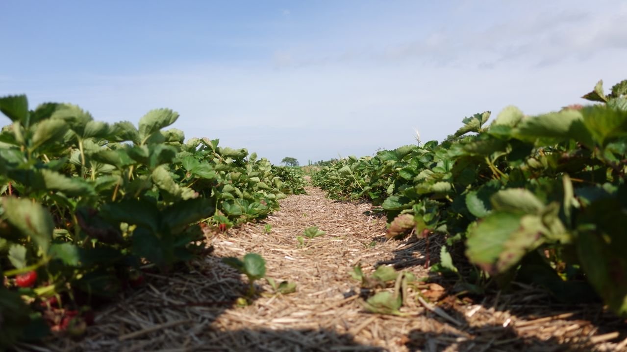 Straw mulch spread around plants in a garden bed