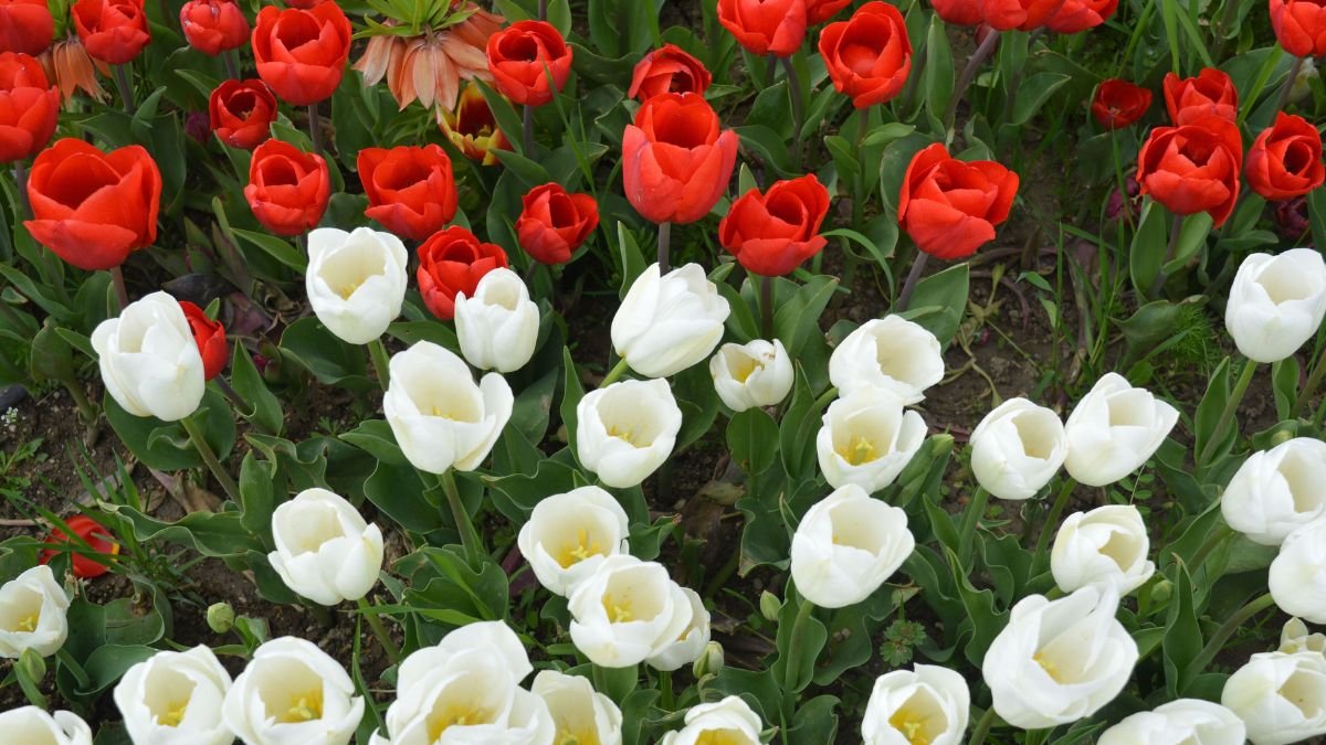 Tulip garden in full bloom in spring