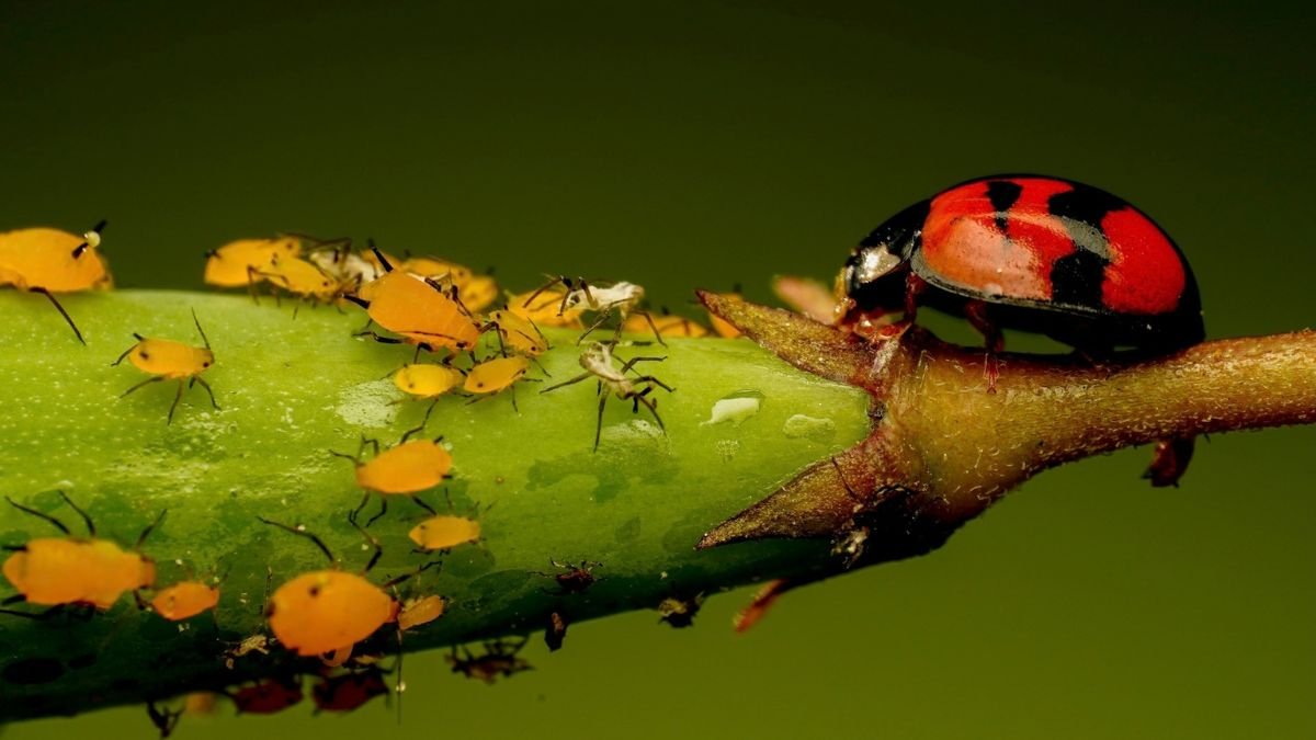 How to Get Rid of Aphids on Plants: Identify, Treat & Prevent Them Naturally