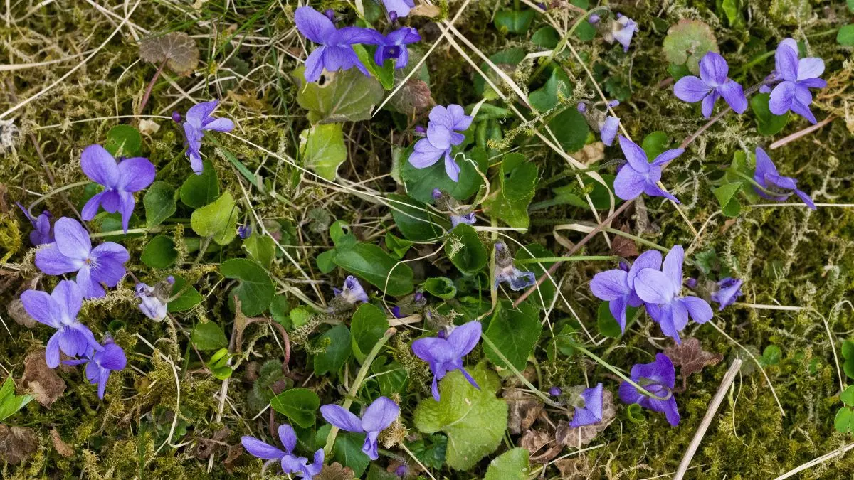How to Get Rid of Clover in Lawn: Safe Methods That Work