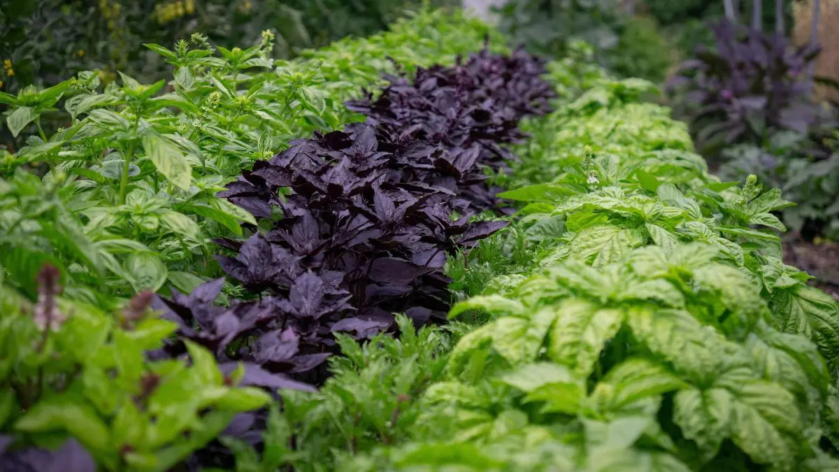 Healthy green basil plant growing in a garden