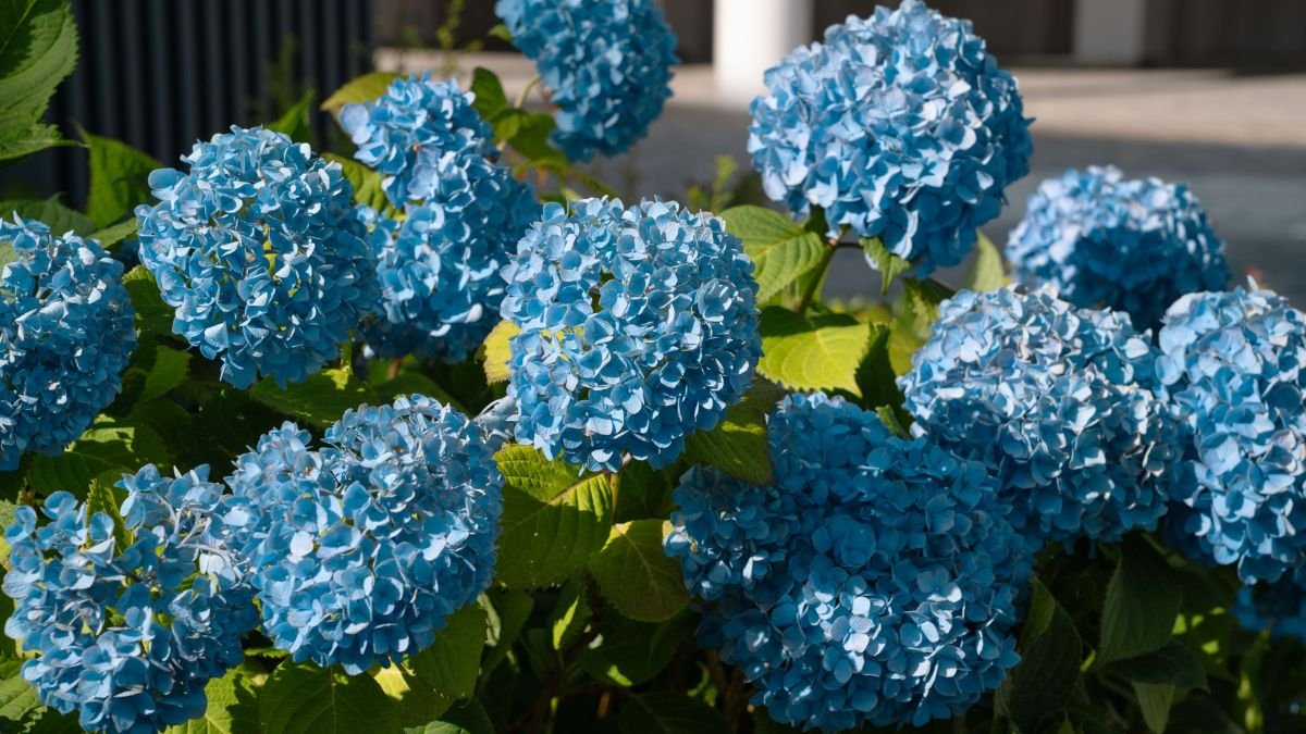 Blue and pink hydrangea blooms in a garden