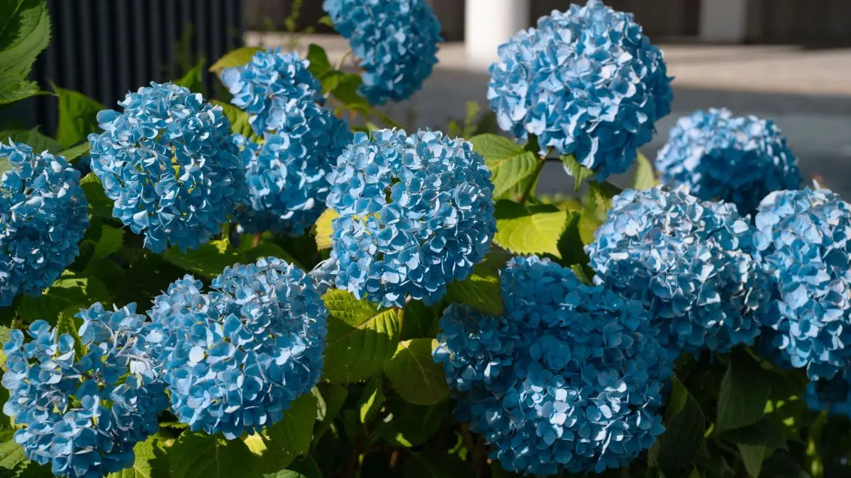 Hydrangea Care and Growing Guide