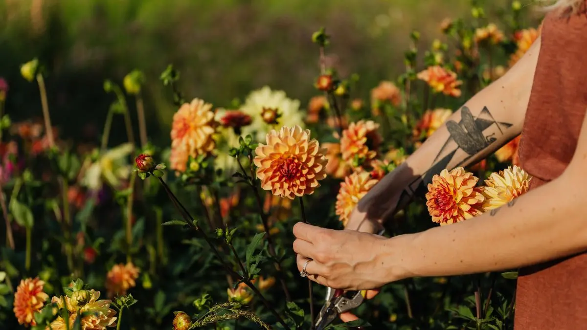 How to Store Dahlia Tubers Over the Winter: When to Dig, How to Dry & the Best Place to Store Them