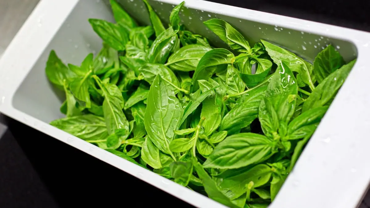 Freshly harvested basil leaves