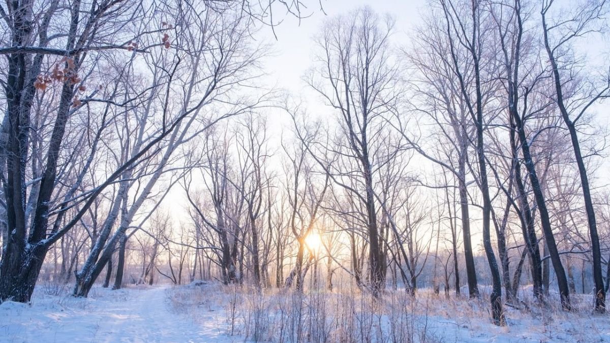How to Protect Plants from Frost: When to Cover, What to Use & What to Skip