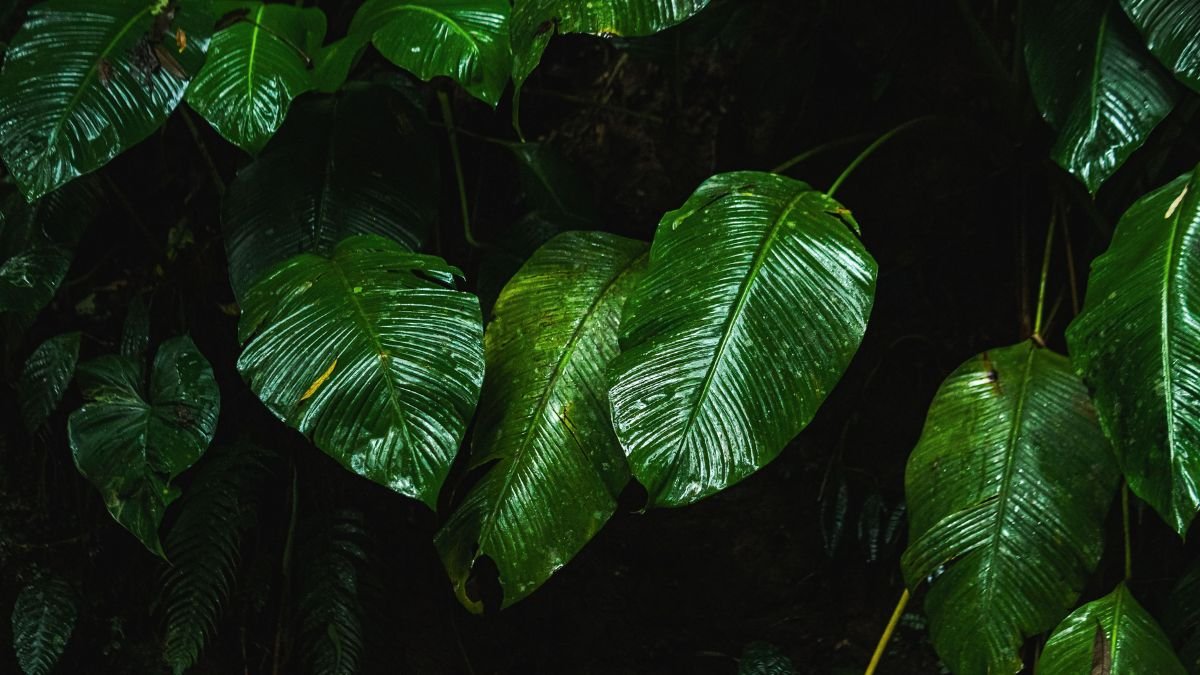 Pothos Plant Care for Beginners: Light, Water, Soil & Easy Propagation