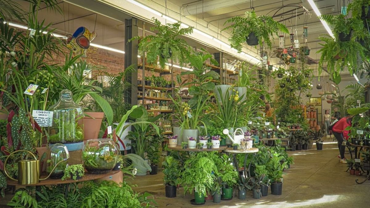 10 Easy Indoor Plants for Beginners You Can Care For Easily