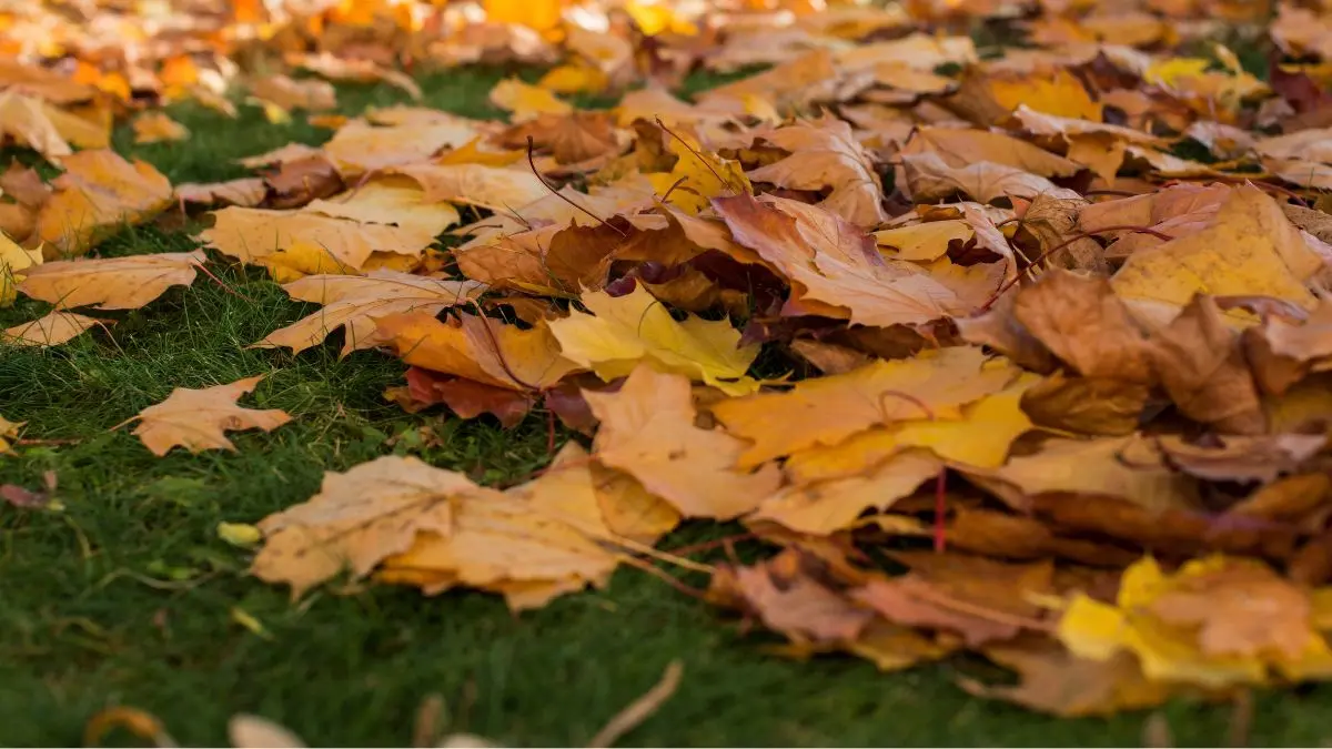 How to Winterize Garden Beds, Pots & Tools: A Simple Fall Checklist