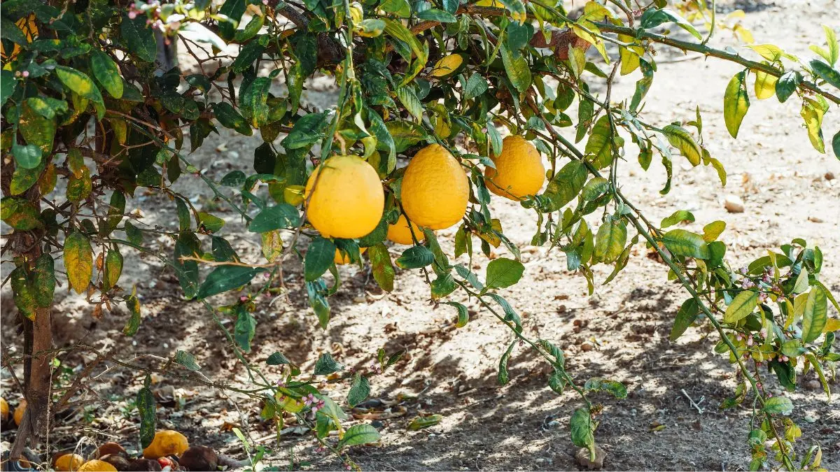 How to Grow a Lemon Tree: Planting, Care & Yellow Leaf Fixes
