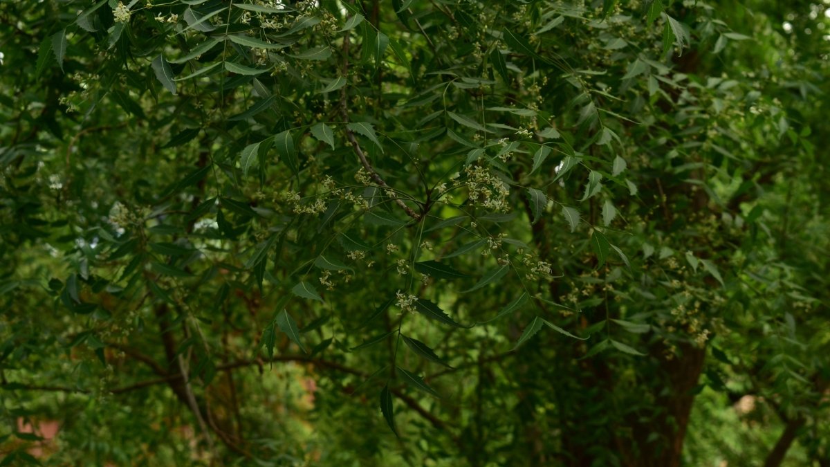 How to Use Neem Oil on Plants: Spray Recipe, Mixing Ratio & Safety Tips