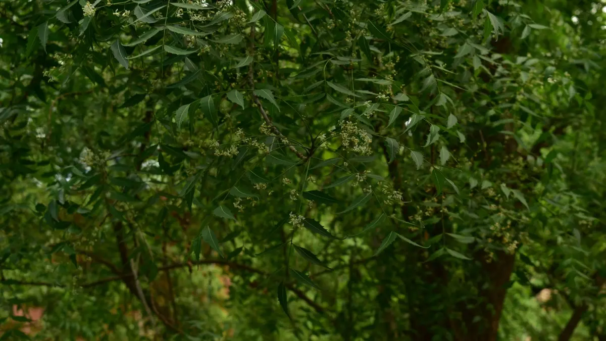 How to Use Neem Oil on Plants: Spray Recipe, Mixing Ratio & Safety Tips