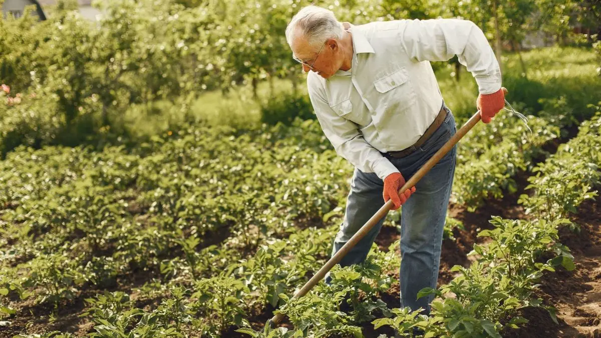 How to Grow Potatoes at Home: When to Plant, Depth, Hilling, Watering & Harvest