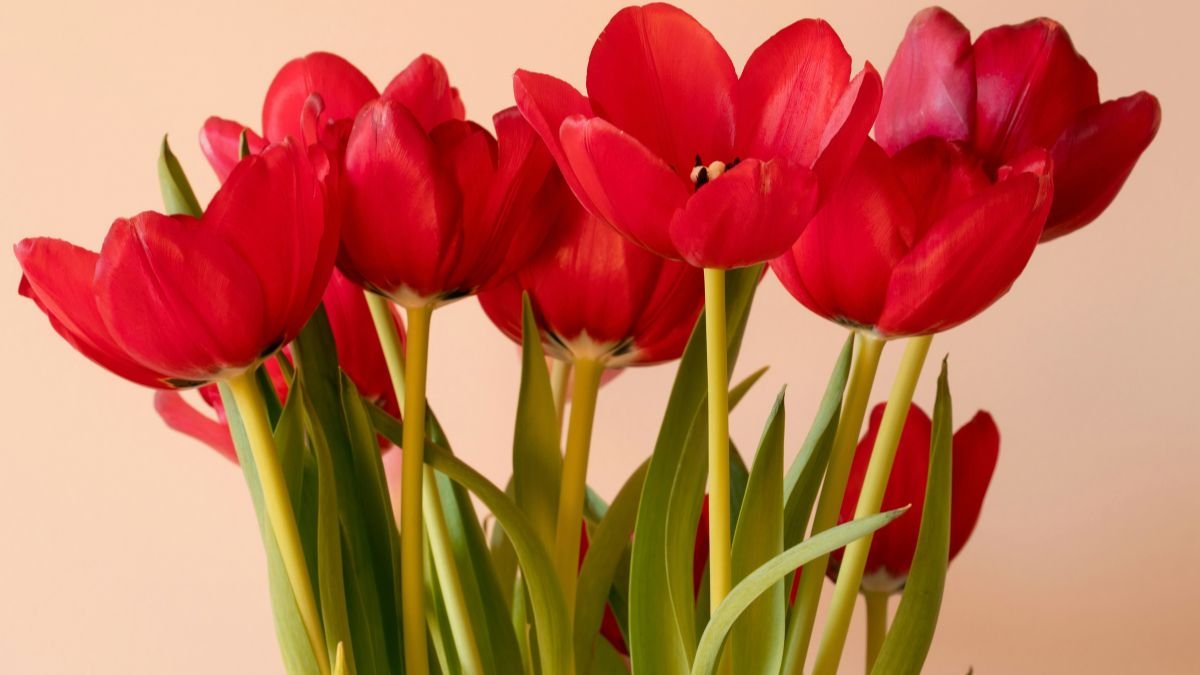 How to Plant Tulip Bulbs in Fall: Best Time, Depth & Spacing (Plus Daffodils & Crocuses)