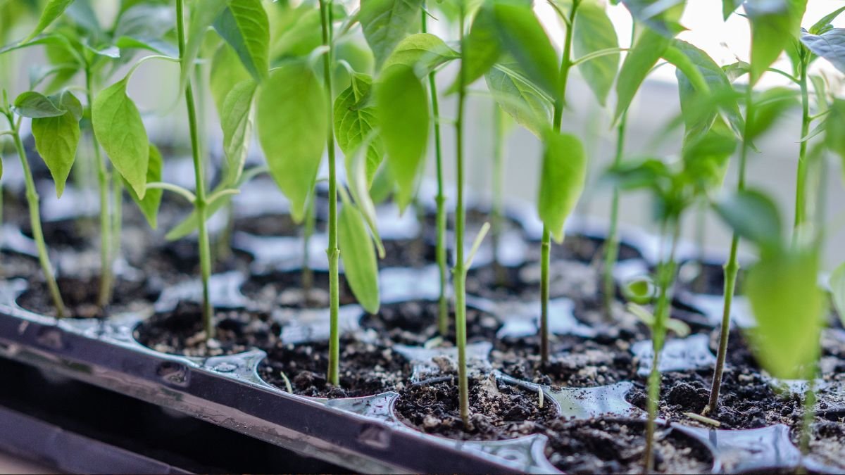 How to Start Seeds Indoors: A Seed Starter’s Guide to Growing from Seed Mix to Seedlings