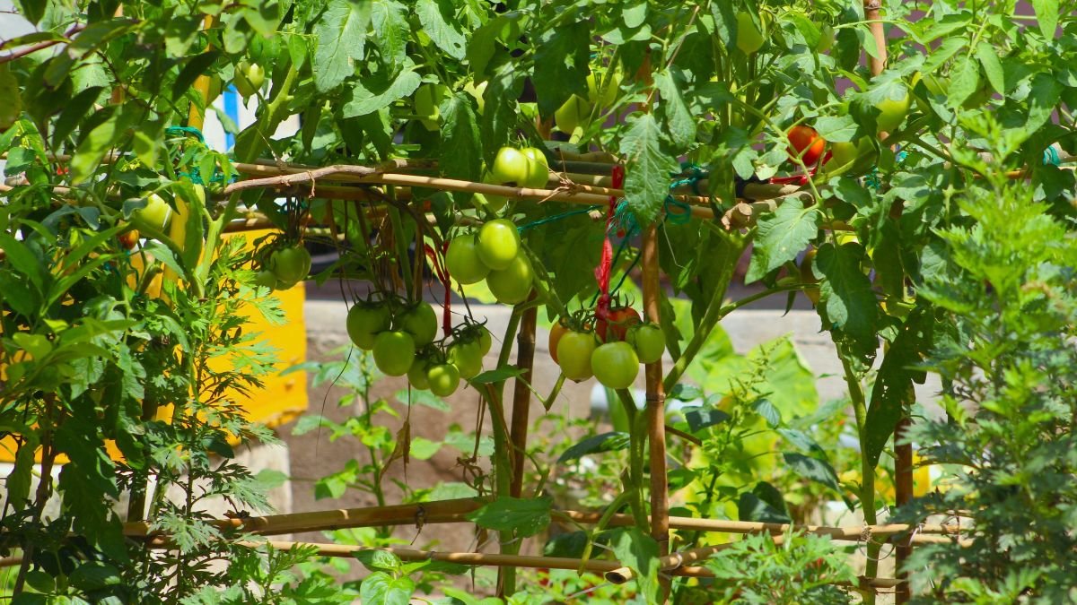 Why Are My Tomato Flowers Falling Off? Causes & Fixes