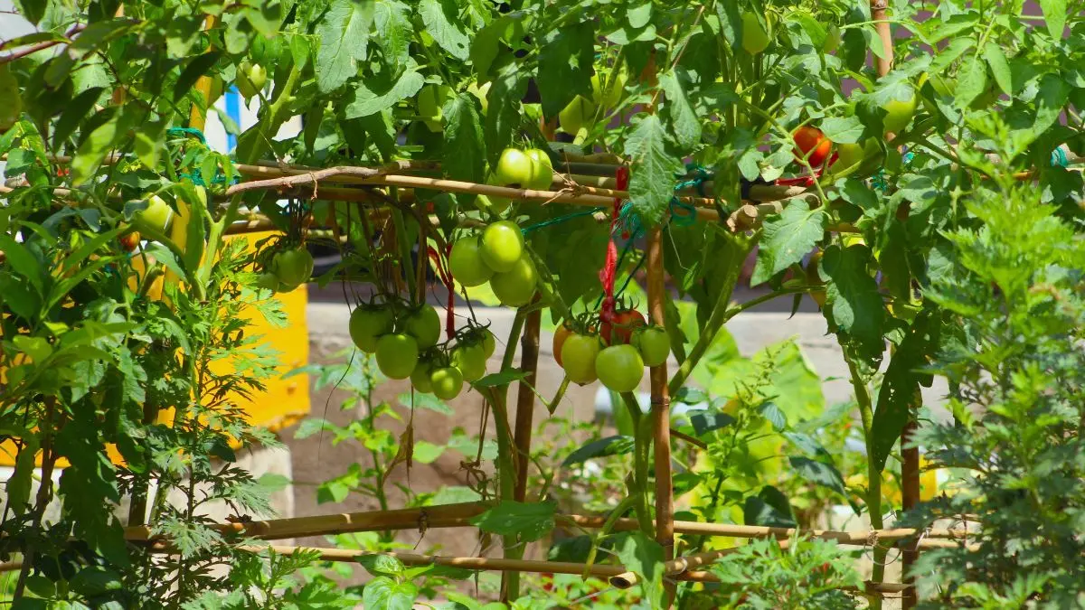 Yellow tomato flowers growing on a healthy tomato plant in a vegetable garden
