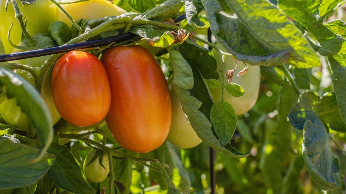 Tomato Growing Guide for Pots: Size, Soil, Watering and Care